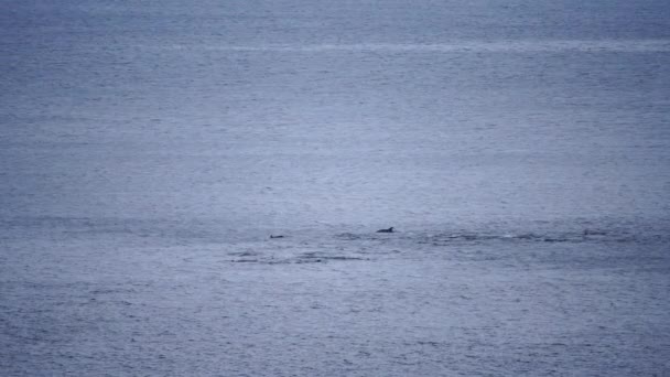 Los Delfines Mar Abierto Realizan Saltos Nadan Capturan Peces Captura — Vídeo de stock