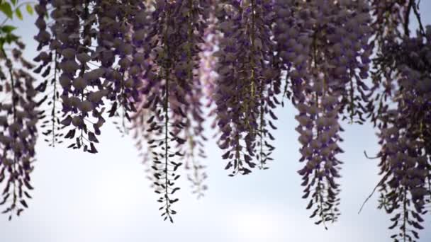 Înflorește Wisteria Sinensis Flori Violet Clasice Parfumateîn Floare Completă Racemele — Videoclip de stoc