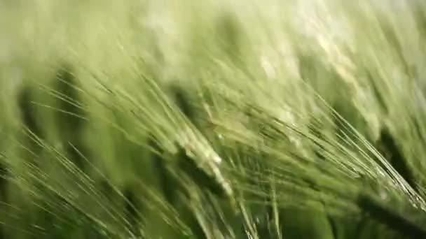 Vete Grönt Fält Jordbruk Vinden Sveper Vete Fältet Vågor Grödor — Stockvideo