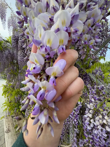 Kwitnąca Wisteria Sinensis Pachnącymi Klasycznymi Purpurowymi Kwiatami Pełnym Rozkwicie Wiszących Zdjęcie Stockowe