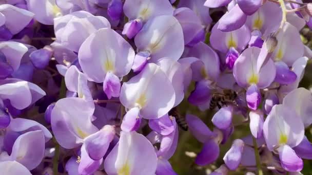 Înflorire Wisteria Sinensis Flori Violet Clasice Parfumateîn Floare Completă Agățat — Videoclip de stoc