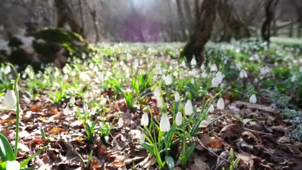 Fehér Hóvirág Kora Tavasszal Erdőben Kora Tavasszal Fehér Virág Tavaszi — Stock videók