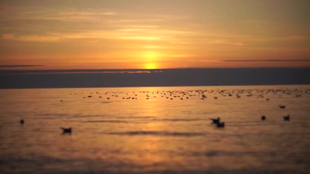 Stado Mew Spoczywa Morzu Ciepłe Zachody Słońca Nad Oceanem Promienie — Wideo stockowe