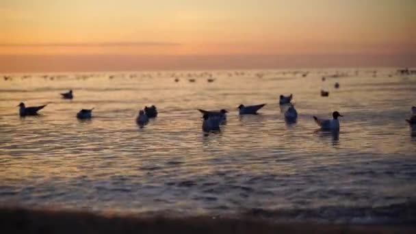 Flock Seagulls Resting Sea Warm Sunset Sky Ocean Sun Glare — Vídeo de stock