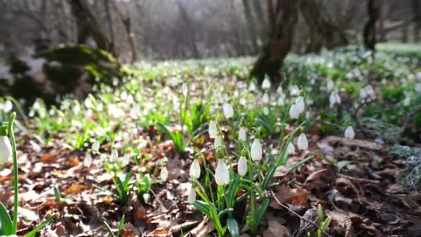 Білі Проліски Ранньої Весни Лісі Ранні Весняні Білі Квіти Весняному — стокове відео
