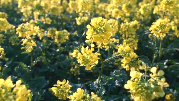Žlutě Kvetoucí Kanolové Pole Semena Řepky Zemědělském Poli Zblízka Kvetoucí — Stock video