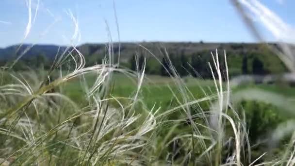 Feather Grass Stipa Spring Steppe Mountain Views Sunny Day — 비디오