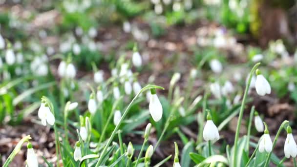 White Snowdrops Early Spring Forest Early Spring White Flowers Spring — Stock Video