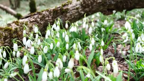 Fehér Hóvirág Kora Tavasszal Erdőben Kora Tavasszal Fehér Virág Tavaszi — Stock videók