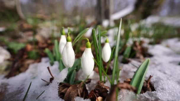 Gotas Neve Brancas Início Primavera Floresta Flores Brancas Início Primavera — Vídeo de Stock