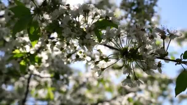 White Cherry Flowers Garden Branches Flowers Sway Wind Spring Day — стоковое видео