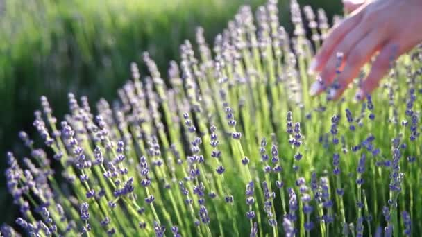 Жіноча Рука Повільно Торкається Стиглих Квітів Лаванди Лавандовому Полі — стокове відео