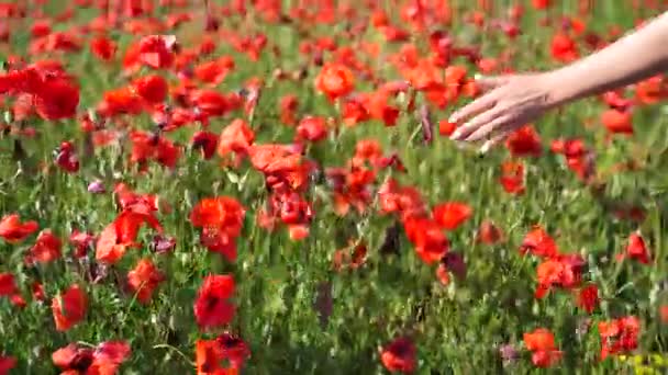 Poppy Field Hand Stroking Flowers Field Flowering Poppies Blooming Poppies — Vídeos de Stock