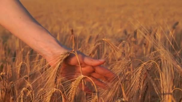 Wheat Field Hand Female Farmers Hand Touches Golden Ear Wheat — Αρχείο Βίντεο