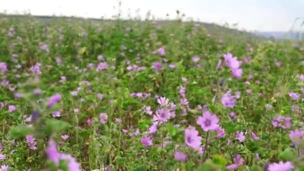 Malva Sylvestris White Daisies Flowers Field Meadows Walk Summer Meadow — Vídeos de Stock