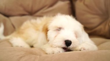 Teriyer köpeği oturma odasında yerde uzanmış bir kemiği kemiriyor. Küçük, tüylü, altın sarısı bir Tibet köpeği yerde yatıyor.
