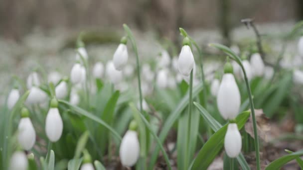White Snowdrops Early Spring Forest Beautiful Footage Galanthus Commonly Known — Stock Video