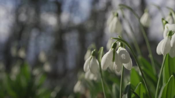 Białe Opady Śniegu Wczesną Wiosną Lesie Piękny Materiał Filmowy Galanthus — Wideo stockowe