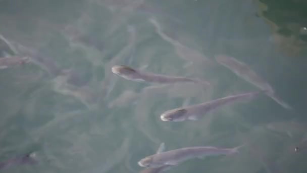 Flock Mullet Fish Surface Water Swallow Air Hlg 2020 — Αρχείο Βίντεο