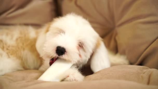 テリアの子犬はリビングルームの床に横たわって骨を吐きます 小さなふわふわの金色の白いチベットのテリアの子犬が床に横たわっています — ストック動画