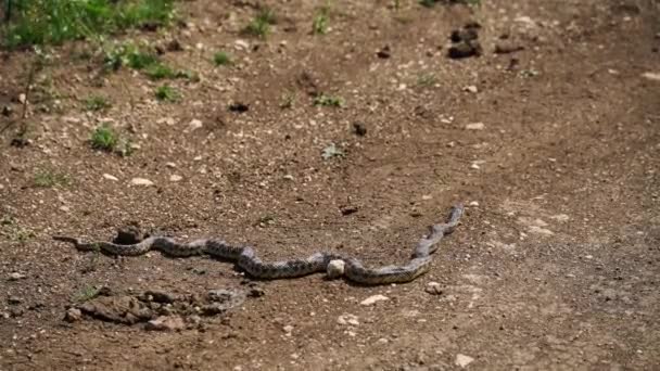 Snake Already Lying Dirt Road — Stockvideo