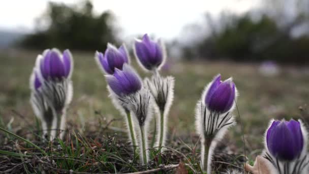 梦中的草是最美丽的春花 早春的时候 在森林和山区里 豆科植物盛开 紫色的豆科植物花朵在雪地里密闭着 — 图库视频影像