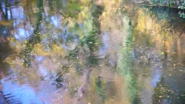 Autumn Leaves Surface Stream Forest Leafs Floating Reflected Pond Water — стокове відео
