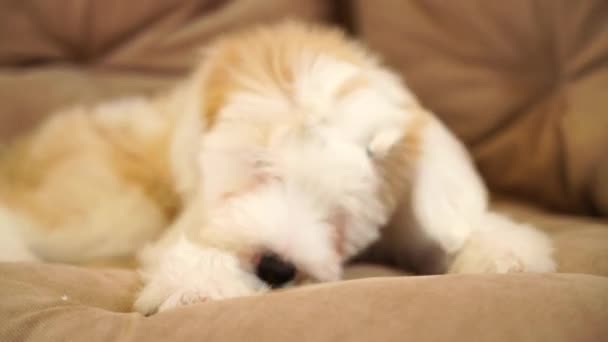 Cãozinho Terrier Rói Osso Deitado Chão Sala Estar Pequeno Cachorrinho — Vídeo de Stock
