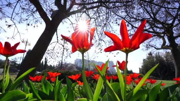 Czerwone Tulipany Kwitną Klombie Ustawione Tle Błękitnego Nieba Drzew Liściastych — Wideo stockowe