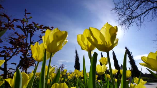 黄色いチューリップは花壇で咲き 青空と葉樹の背景に設定され 春の陽気なシンボルが到着します — ストック動画