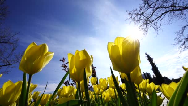 Žluté Tulipány Kvetou Květinovém Záhonu Zasazené Pozadí Modré Oblohy Listnatých — Stock video