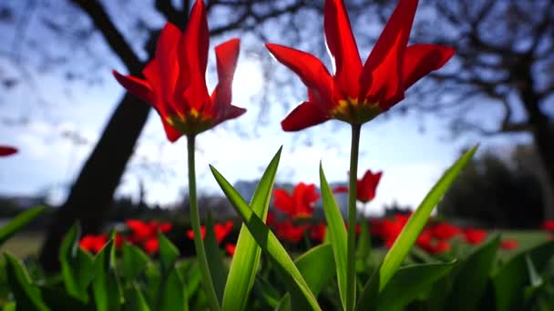 Červené Tulipány Kvetou Květinovém Záhonu Zasazené Pozadí Modré Oblohy Listnatých — Stock video