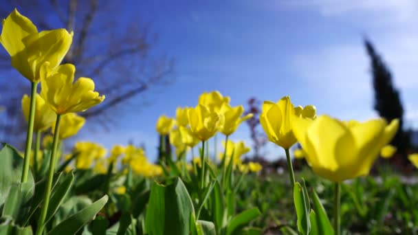 Gelbe Tulpen Blühen Einem Blumenbeet Vor Blauem Himmel Und Grünen — Stockvideo