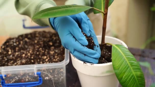 Bahçıvan Kadın Yeni Saksılara Fikus Bitkileri Naklediyor Daha Iyi Büyüme — Stok video