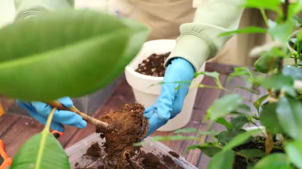Trädgårdsmästare Kvinna Transplantationer Fikus Hem Trädgård Växter Nya Krukor För — Stockvideo