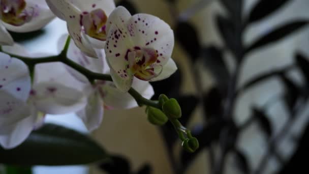 Delikatne Pąki Kwiatów Białych Różowych Nakrapianych Storczyków Makro Storczyków Piękny — Wideo stockowe