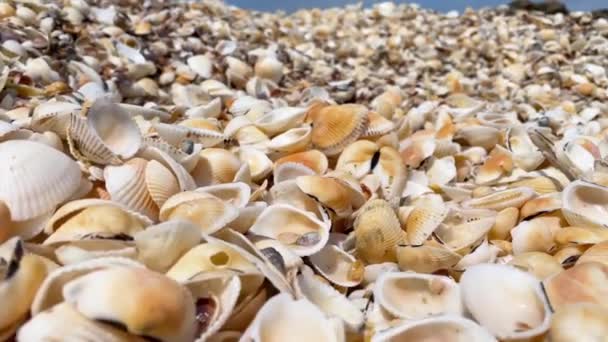 Ein Haufen Kleiner Muscheln Der Meeresküste Nahaufnahme — Stockvideo