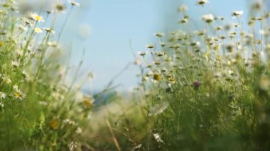 Daisy Papatya çiçeği tarlası geçmişi. Güneşin altında çiçek açan papatyalarla güzel bir doğa sahnesi. Güneşli bir gün. Yaz çiçekleri