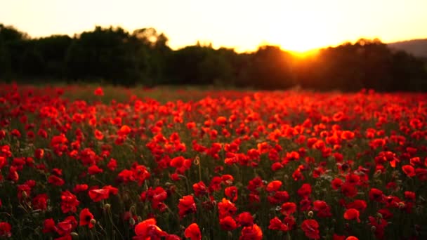 Veld Klaprozen Zonsondergang Licht Rode Papaver Bloemen Bloeien Zwaaiend Van — Stockvideo