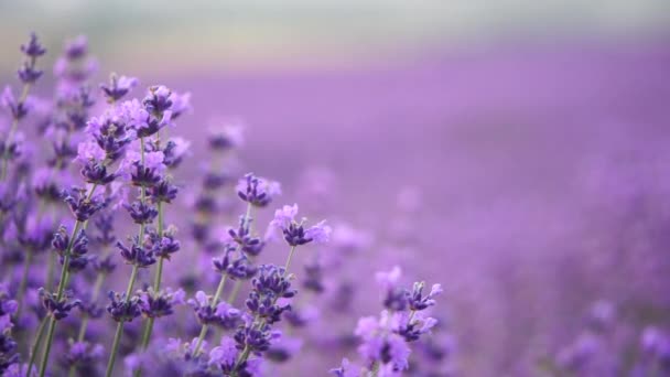 ブルーミングラベンダーフィールド 美しい紫の花 地域有機栽培について アロマセラピーエッセンシャルオイル — ストック動画
