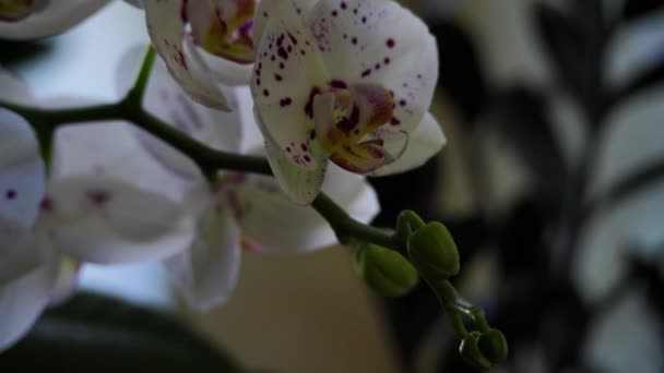 Zarte Blütenknospen Weißer Bis Rosa Gefleckter Orchideen Orchideen Makro Schöne — Stockvideo