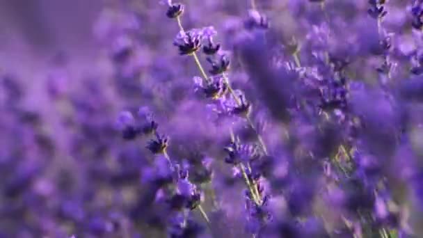 Kwitnące Pole Lawendy Piękne Fioletowe Kwiaty Regionalne Uprawy Ekologiczne — Wideo stockowe