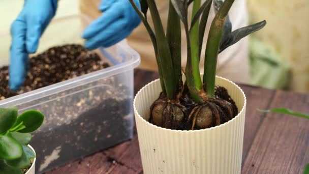 Gärtnerin Verpflanzt Zamiokulkas Rabenpflanzen Neue Töpfe Für Günstigeres Wachstum Hausgärtnerin — Stockvideo