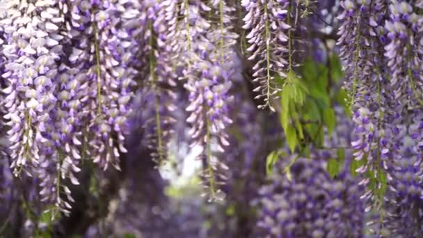 Blooming Wisteria Sinensis Scented Classic Purple Flowersin Full Bloom Hanging — Stock Video