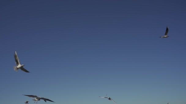 Γλάροι Πετούν Στον Γαλάζιο Ουρανό Τρέφονται Ψωμί Αργή Κίνηση Hlg — Αρχείο Βίντεο