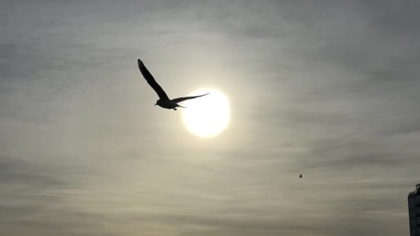 シーガルは太陽の空を眺めている シーガルのシルエットは ゆっくりとした動きで太陽の背景に飛ぶ — ストック動画
