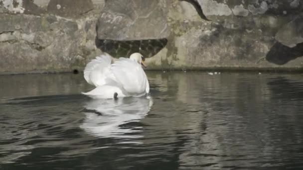 湖で泳ぐスウェーデン人 湖で泳いでいる白いスワンの写真を閉じます Hlg 2020について スローモーション — ストック動画