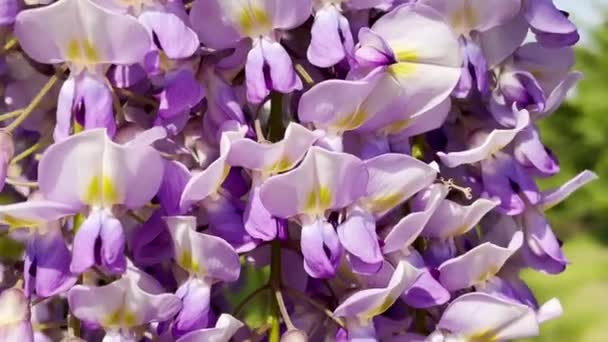 Flor Wisteria Sinensis Con Perfumadas Flores Clásicas Color Púrpura Plena — Vídeos de Stock