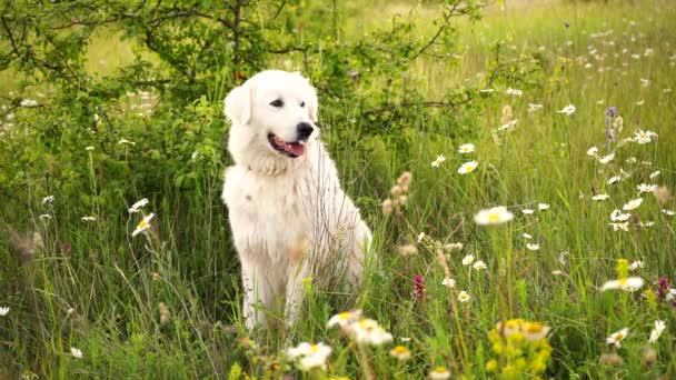 Μαργαρίτες Λευκό Σκυλί Maremma Sheepdog Ένα Στεφάνι Μαργαρίτες Κάθεται Ένα — Αρχείο Βίντεο