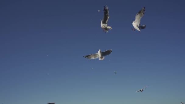 Möwen Fliegen Den Blauen Himmel Sie Werden Mit Brot Gefüttert — Stockvideo